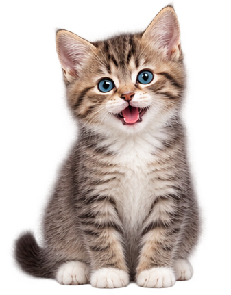 Cute playful kitten