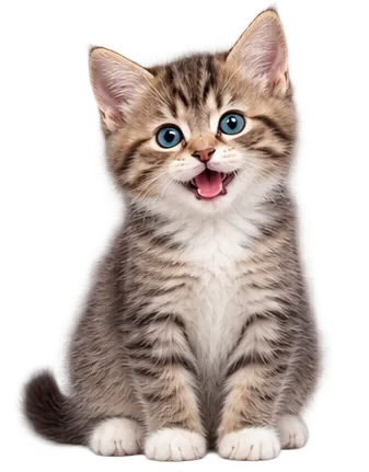 Cute playful kitten